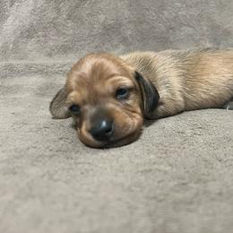 Joey - Wild boar male Dachshund puppy in West Plains, Missouri from Kountry Road Aussies and Doxies