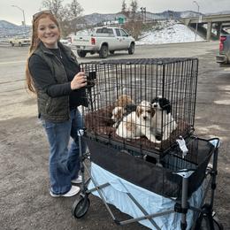 Goldendoodles from SRS Goldendoodles