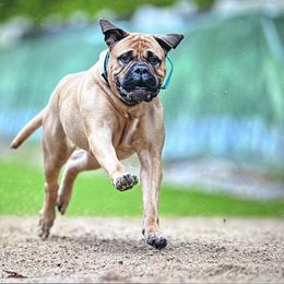 Bullmastiff puppies from Curnwood’s Bullmastiff’s