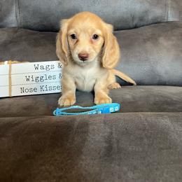 Benny - Cream male Dachshund puppy in Stuart, Iowa from Johnson Family Paws