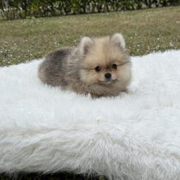 King Arthur - Orange sable male Pomeranian puppy in Naples, Florida from Puppies Forever 💙❤️🐶