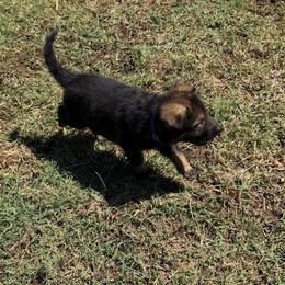 Blue Collar Sable Male - Sable male German Shepherd puppy in Milan, Illinois from Stonewick German Shepherds