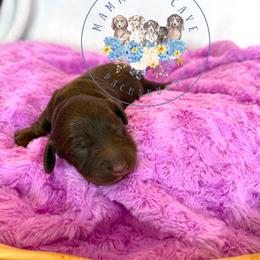Hazel - Chocolate and tan female Dachshund puppy in Cave City, Kentucky from Mammoth Cave Dachshunds