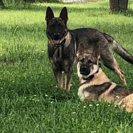 German Shepherd All Grown Up from A2 German Shepherd Dogs