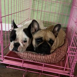 French Bulldogs from Debbie's French Bulldogs
