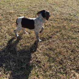 German Shorthaired Pointer Puppies from Nakeyta Morgan