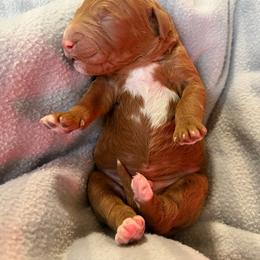 Paddington - Red  male Goldendoodle puppy in Miami, Florida from Jade’s Paws & Co. Of Miami LLC