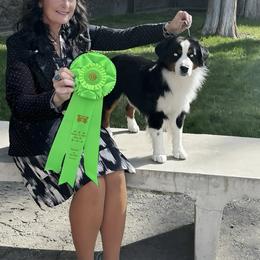 Reno - Miniature American Shepherd