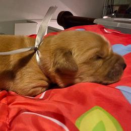 Silver - Golden female Golden Retriever puppy in Taylor Ridge, Illinois from Salata Goldens