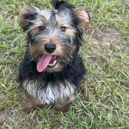 Ella 8 pounds - Black and gold female Yorkshire Terrier puppy in Naples, Florida from 🤎 Dreaming Puppies 🐶