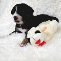 Puppy 3 -Female - Tri-color female Border Collie puppy in Danielsville, Georgia from MABorderCollies