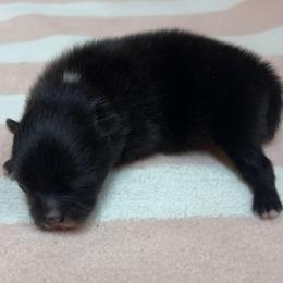 Thunder - Black male Pomeranian puppy in Byron, Georgia from Tracys Pom Palace