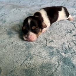 Willow-Girl 2 - Black and cream female Dachshund puppy in Wolf Lake, Indiana from Canisteo Dachshunds