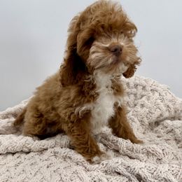Sunflower (sunny) - Red and white male Cockapoo puppy in Beresford, South Dakota from DAKOTA DOOD RANCH