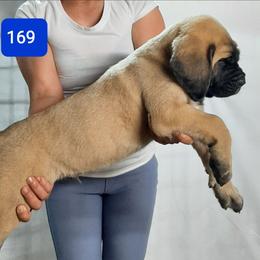 AKC PUP 169 - Fawn male Mastiff puppy in Ava, Missouri from Ozark Mountain Mastiffs