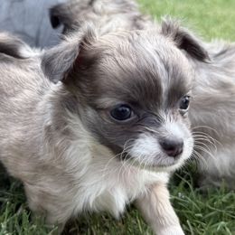 Sonny - Chocolate blue male Chihuahua puppy in Oklahoma City, Oklahoma from Savvy Chihuahuas of Oklahoma