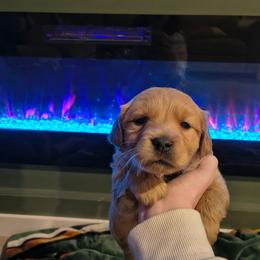 Holly (black collar) - Golden female Golden Retriever puppy in Tenino, Washington from Oak River Goldens'