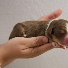 Richard - Red tri-color male Australian Shepherd puppy in Bertram, Texas from Ashley’s Australian Shepherds