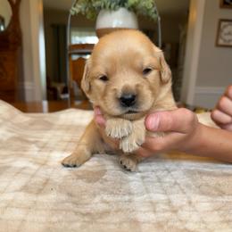 Pink girl - Golden female Golden Retriever puppy in Macy, Indiana from Macy Golden Meadows