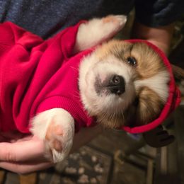Kringle - Sable male Pembroke Welsh Corgi puppy in Hebron, Kentucky from The Clever Corgi