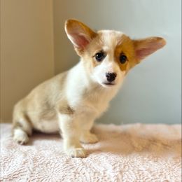 Sugar - Pembroke Welsh Corgi puppy from Sunny J Corgis and Mini Americans