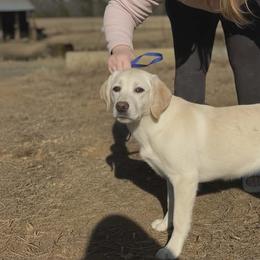 Girl 1 - Yellow female Labrador Retriever puppy in Archer Lodge, North Carolina from Archer Lodge Labradors