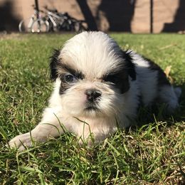 Shih Tzu Puppies from Willow Lane Shih Tzus
