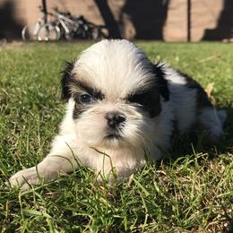 Shih Tzu Puppies from Willow Lane Shih Tzus