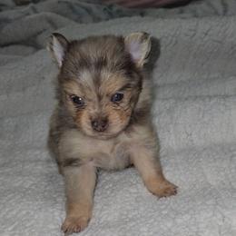 Pammie - Chocolate merle female Pomeranian puppy in Angleton, Texas from Pomeranian Palace, LLC