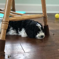 Goldendoodle Puppies from Snow Ridge Doodles