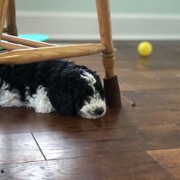 Goldendoodle Puppies from Snow Ridge Doodles