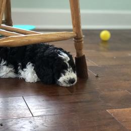 Goldendoodle Puppies from Snow Ridge Doodles
