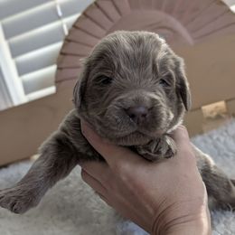 Light Pink Girl - Beige female Newfoundland puppy in Independence, Missouri from K & L Ranch