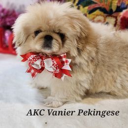 Dakota - Pekingese