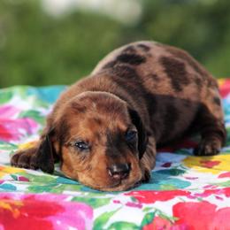 Caroline - Dapple female Dachshund puppy in Greenup, Kentucky from Tygart Creek Dachshunds