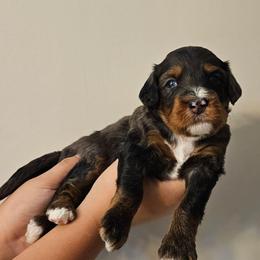 Reese's - Merle male Bernedoodle puppy in Decatur, Georgia from So Adoodable