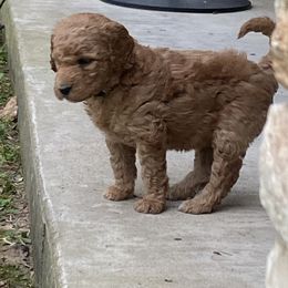 Goldendoodle Puppies from Peaceful Acres Doodles
