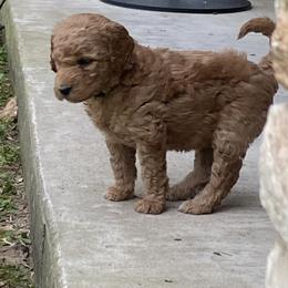 Goldendoodle Puppies from Peaceful Acres Doodles