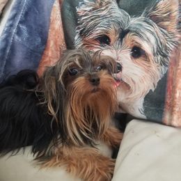 Yorkshire Terrier Puppies from Pampered Companions