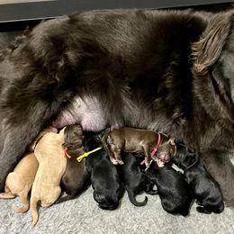 Labradoodle puppies from Seventh Heaven Labradoodles
