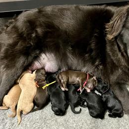 Labradoodle puppies from Seventh Heaven Labradoodles