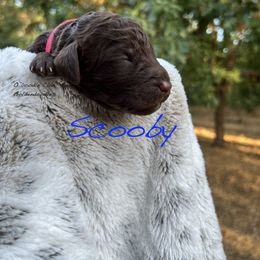 Goldendoodle Puppies from O’Doodle Clan Goldendoodles