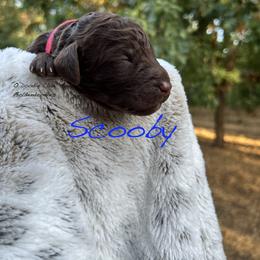 Goldendoodle Puppies from O’Doodle Clan Goldendoodles