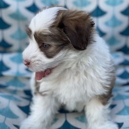 Havanese Puppies from Happy Havanese Gems