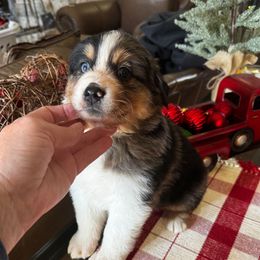 Vixon - Blue merle male Australian Shepherd puppy in Kaufman, Texas from Martin's Star Ranch Aussies