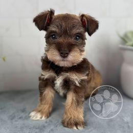 Willow - Liver female Miniature Schnauzer puppy in Hockley, Texas from Dixieland Miniature Schnauzers