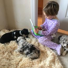 Australian Shepherd Puppies from Hammer Aussies