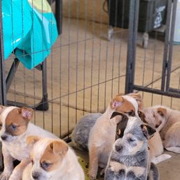 Australian Cattle Dog Puppies from Miller Australian Cattle Dogs