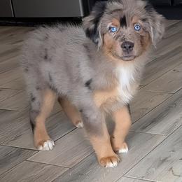 Harmony - Blue merle female Australian Shepherd puppy in Fultonville, New York from Sandy Aussies & Pomeranians