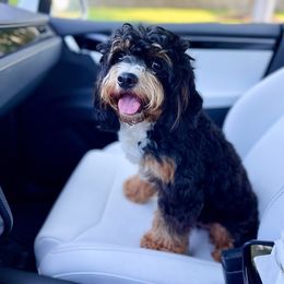 Elvis - Cavapoo